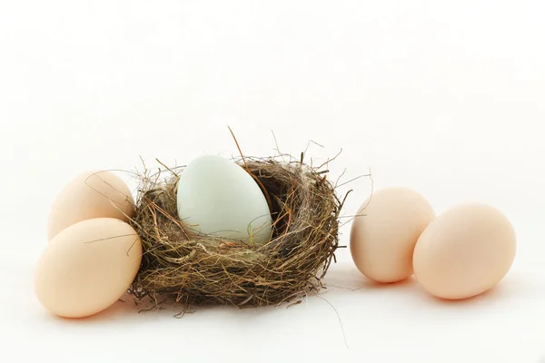 Ein Ei im Nest und vier Eier draußen — Stockfoto