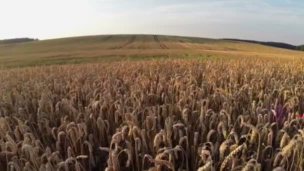 Champ de blé, vue panoramique aérienne, vol à basse altitude . — Video