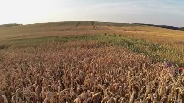 Tiefflug über Getreidefeld, Luftaufnahme. — Stockvideo