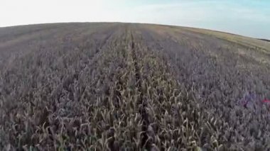 uçuş ve kalkış buğday alanı, hava panoramik görünümünü yukarıda.