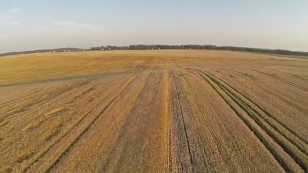 Voo e decolagem acima do campo de trigo, vista panorâmica aérea . — Vídeo de Stock