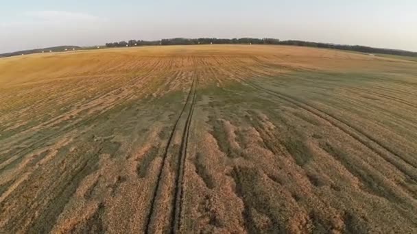 Flight and takeoff above wheat field, aerial panoramic view. — Stock Video