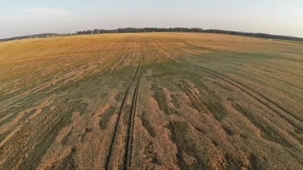 Vlucht en opstijgen boven tarweveld, luchtfoto panoramisch uitzicht. — Stockvideo