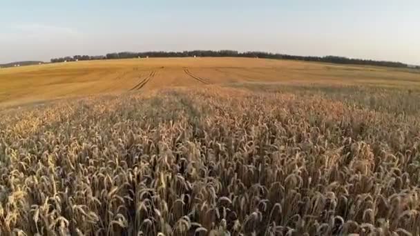 Flight above wheat field, aerial panoramic view. — Stock Video