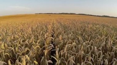 Altın günbatımı renkleri, havadan panoramik görünümü, kırpma alanının üstündeki uçuş.