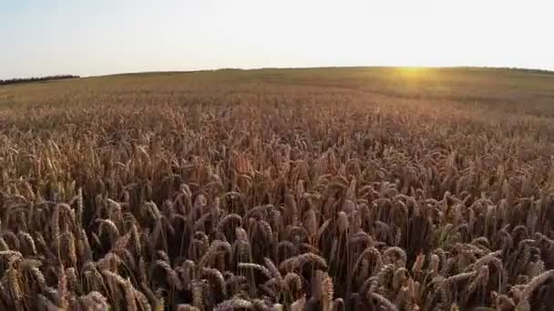 Flug über Getreidefeld bei Sonnenuntergang, Luftaufnahme. — Stockvideo