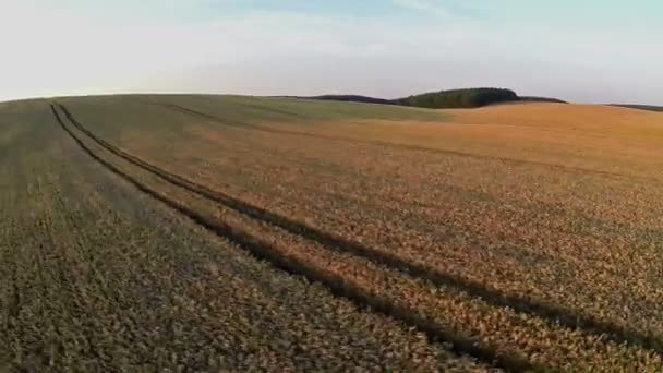 Vuelo y despegue por encima del campo de trigo al atardecer, vista panorámica aérea . — Vídeos de Stock