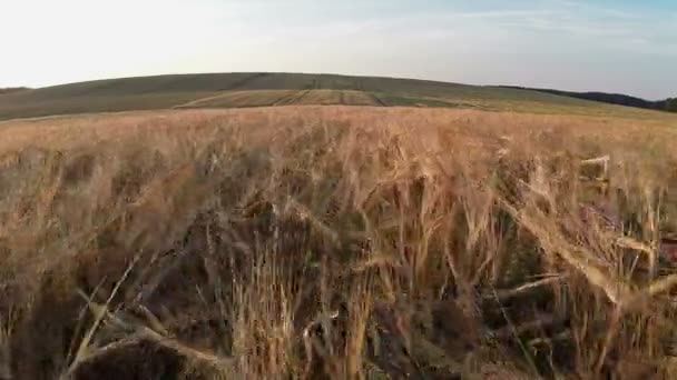 Vôo baixo e decolagem acima do campo de trigo ao pôr do sol, vista panorâmica aérea . — Vídeo de Stock
