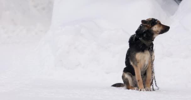外側のチェーン上のかわいい黒と茶色のモングレルの犬。雪が降ってる。動物は目を閉じて. — ストック動画