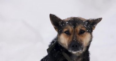 Dışarıda zincirli şirin siyah ve kahverengi bir köpek. Dışarıda kar yağıyor. Yakın plan..