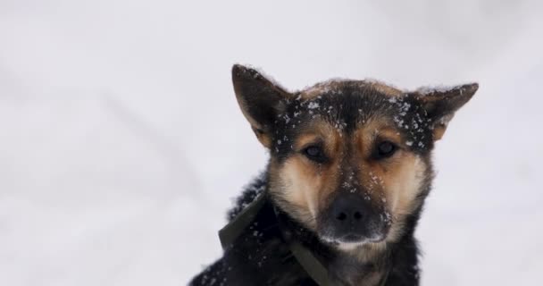 Cute czarny i brązowy kundel pies na łańcuchu na zewnątrz. Na zewnątrz pada śnieg. Zbliżenie. — Wideo stockowe