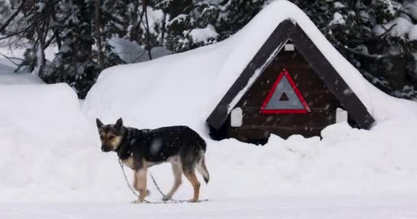 かわいい黒と茶色のモングレルの犬は外のチェーンにあります。動物は木製の鐘の近くを歩いている。雪が降る. — ストック動画