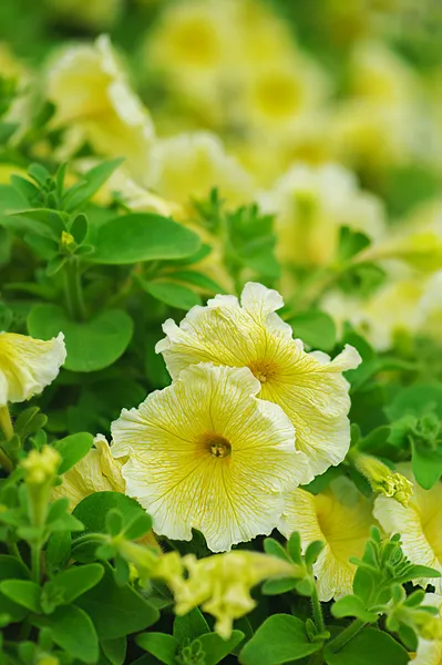 Yellow petunia — Stock Photo, Image