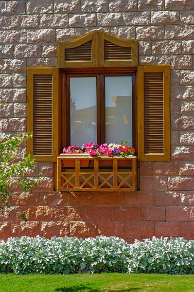 Petunia flowers on windowsill — Stock Photo, Image