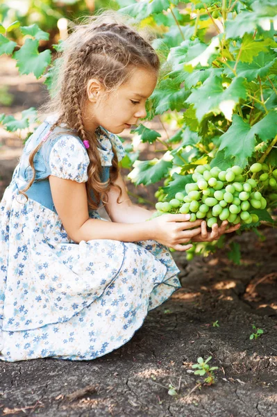 Little girl with pigtails holding bunch of grapes — Stock Photo, Image