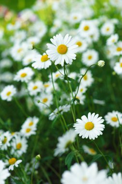 papatyalar yaz güneşli bir gün büyümek