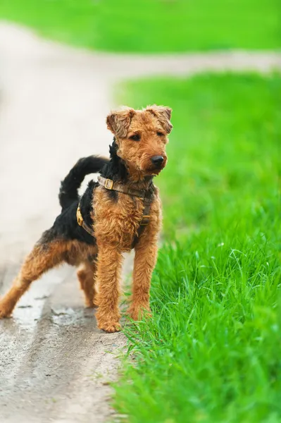 Terrier gallese — Foto Stock