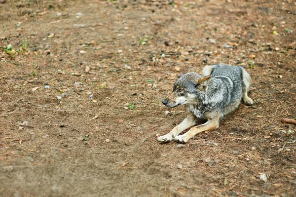Lobo gris mintiendo — Foto de Stock