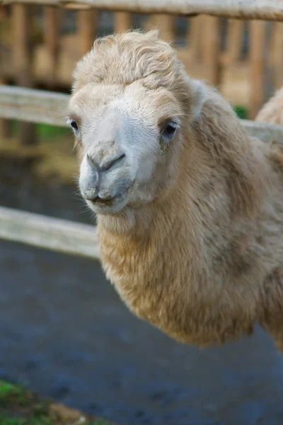 Head of camel — Stock Photo, Image