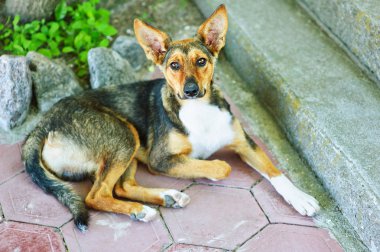 Yalnız köpek kaldırımda yalan