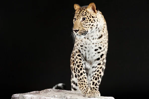 Big leopard stands on rock — Stock Photo, Image
