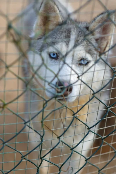 Raza de perro está sentado en la celda —  Fotos de Stock