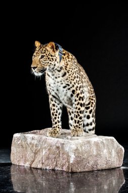 büyük leopar kayada anlamına gelir.