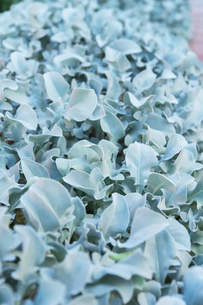 Blue leaves of bush — Stock Photo, Image