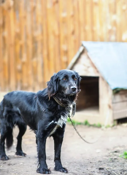 Perro negro en cadena — Foto de Stock