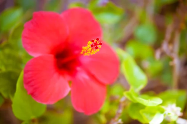 Hibisco vermelho — Fotografia de Stock