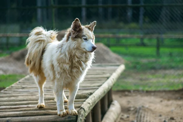 Hond van RAS husky — Stockfoto