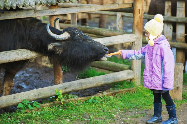 Liten flicka utfodring buffalo — Stockfoto