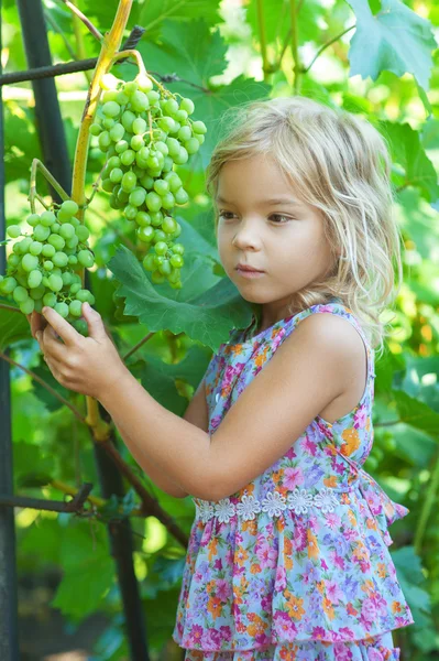 Kleines Mädchen mit Zöpfen, das Weintrauben hält — Stockfoto