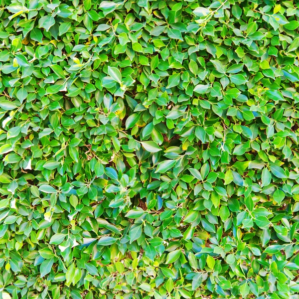 Background of spring green leaves — Stock Photo, Image