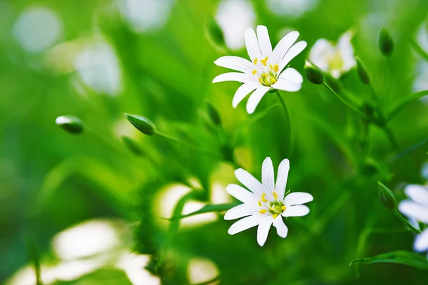 Stellaria blooms — Stock Photo, Image