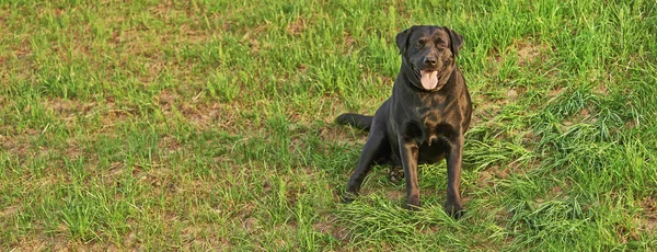 Labrador negro retriever — Foto de Stock