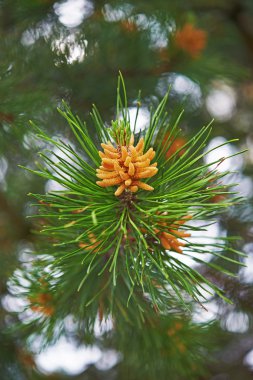 çiçek açması çam