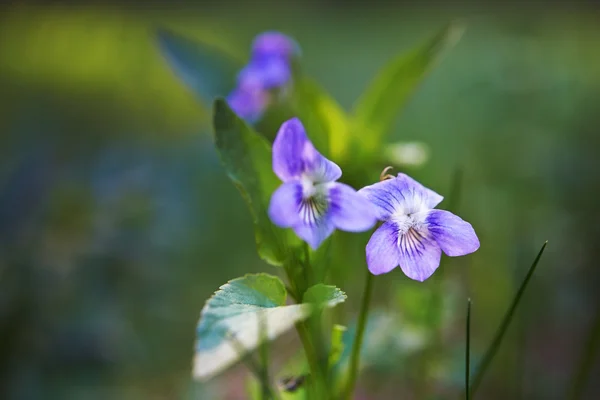 Bosque azul violeta — Foto de Stock