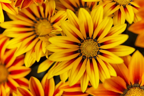 Gazania — Zdjęcie stockowe