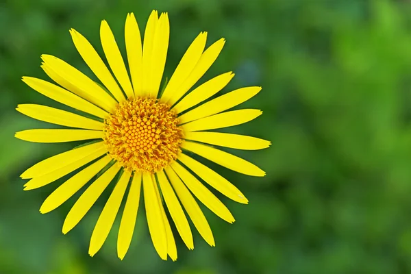 Yellow doronicum — Stock Photo, Image