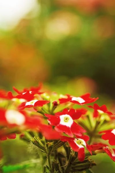 Verbena roja — Foto de Stock