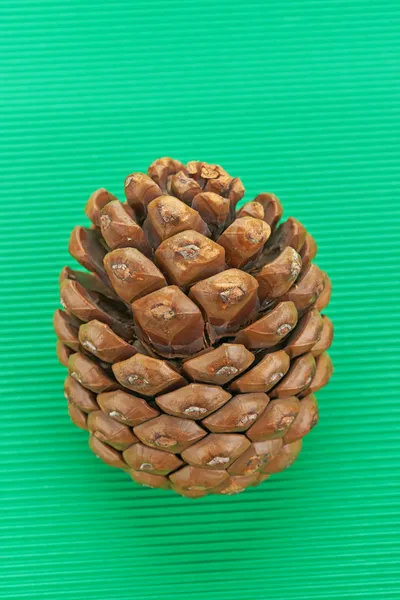 Cone de pinho de cedro — Fotografia de Stock