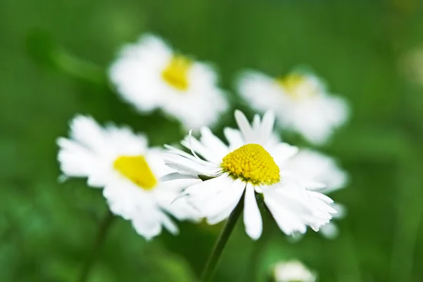 Few camomiles — Stock Photo, Image