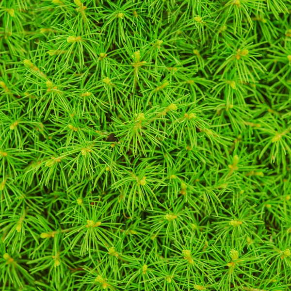 Branches of young trees — Stock Photo, Image