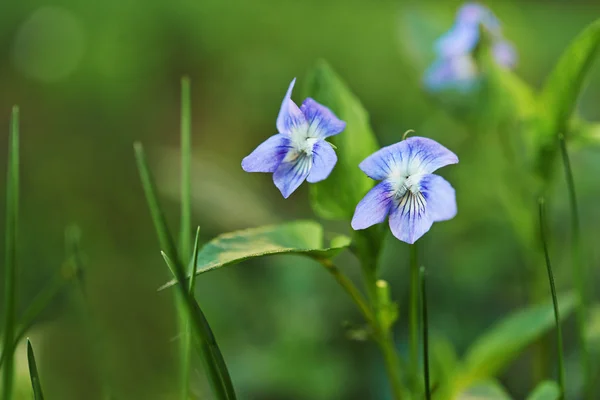 Skogen blå violett — Stockfoto