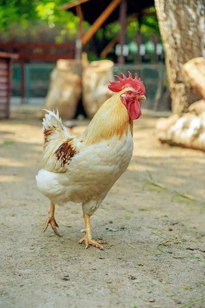 Bunte Hähne — Stockfoto