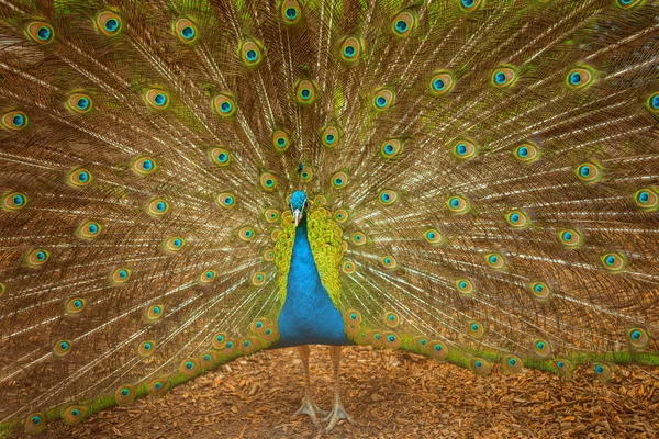 Mooie peacock — Stockfoto