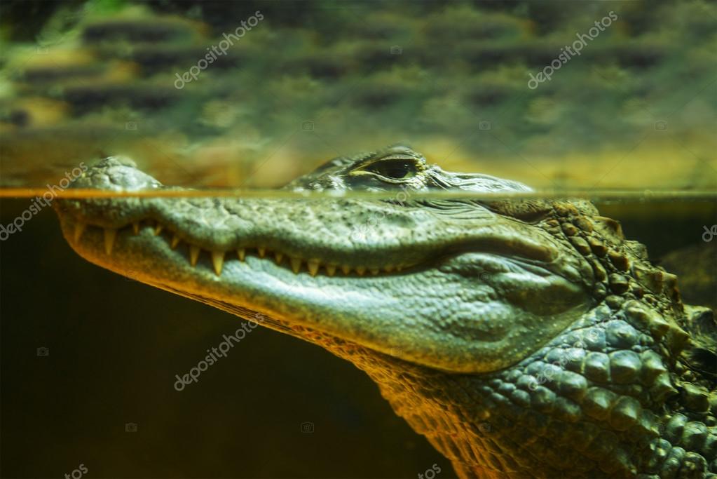 47 026 Crocodile Stock Photos Images Download Crocodile Pictures On Depositphotos 47 026 Crocodile Stock Photos Images Download Crocodile Pictures On Depositphotos