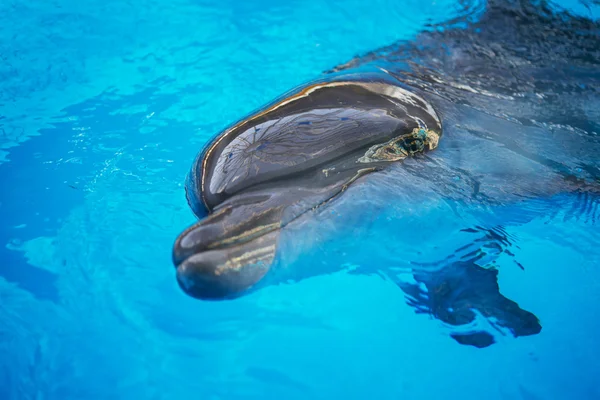 Delfiner i handfatet av oceanarium — Stockfoto