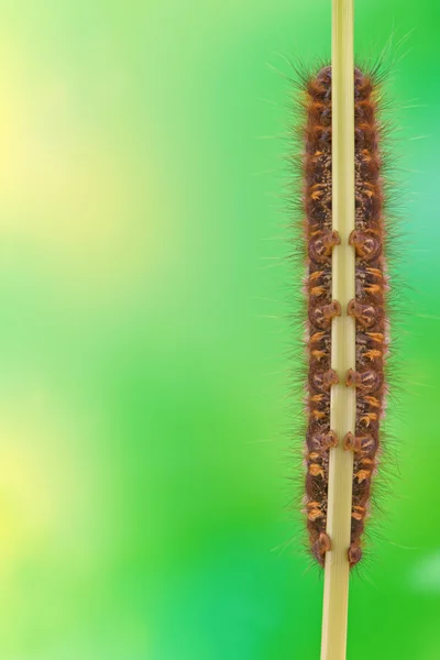 Caterpillar Euthrix potfa — стоковое фото
